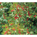  Ilex verticillata 'Winter Red'