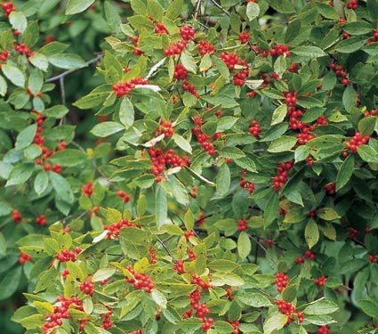 Ilex verticillata 'Winter Red'