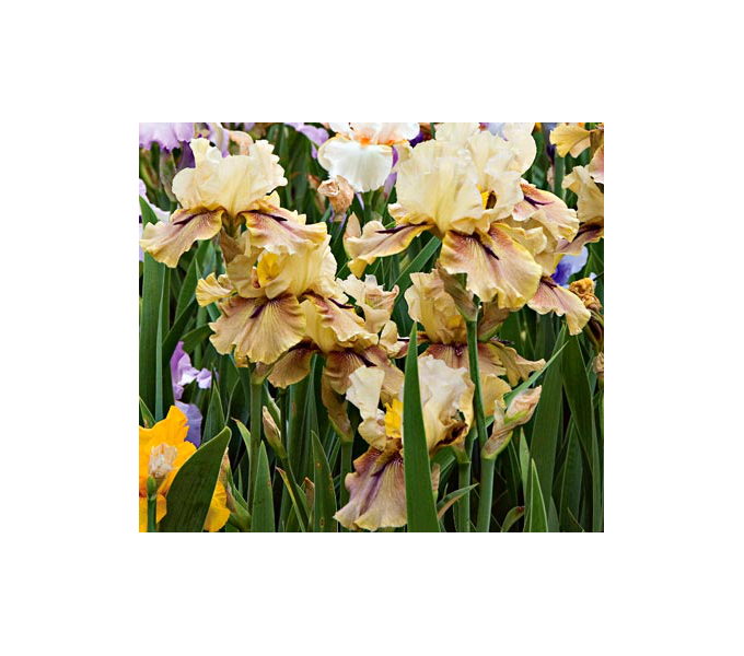 Iris germanica 'Thornbird' White Flower Farm