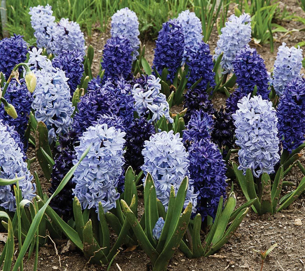 Blue Hyacinth Mix | White Flower Farm