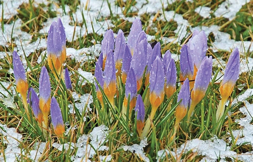 Crocus Species Mix x 100 Early Flowering Snow Crocus Bulbs by Growtanical®