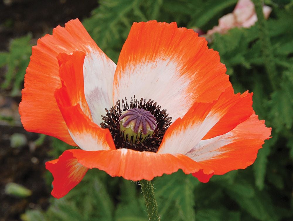 Papaver orientale Pinnacle | White Flower Farm