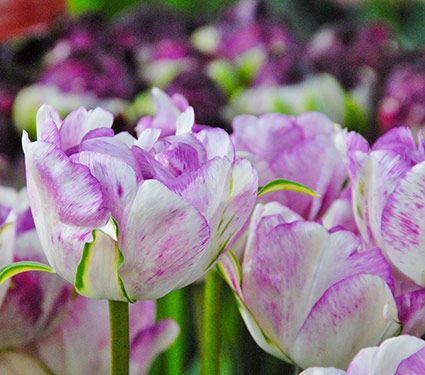 Double Tulips Bouquet