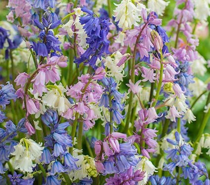 Bluebell Flowers Bluebell Bulbs More White Flower Farm Blue morning glory flower (convolvulus). bluebell flowers bluebell bulbs more
