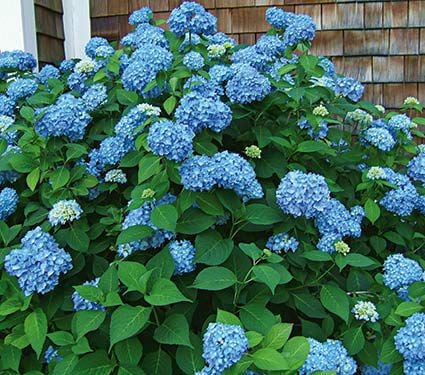 Mophead Hydrangeas | White Flower Farm