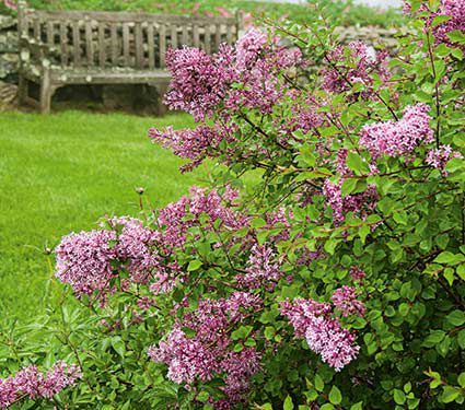 Syringa Bloomerang®