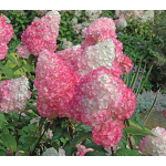  Hydrangea paniculata Vanilla Strawberry™