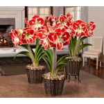  Bicolor Amaryllis - Standard Shipping Included