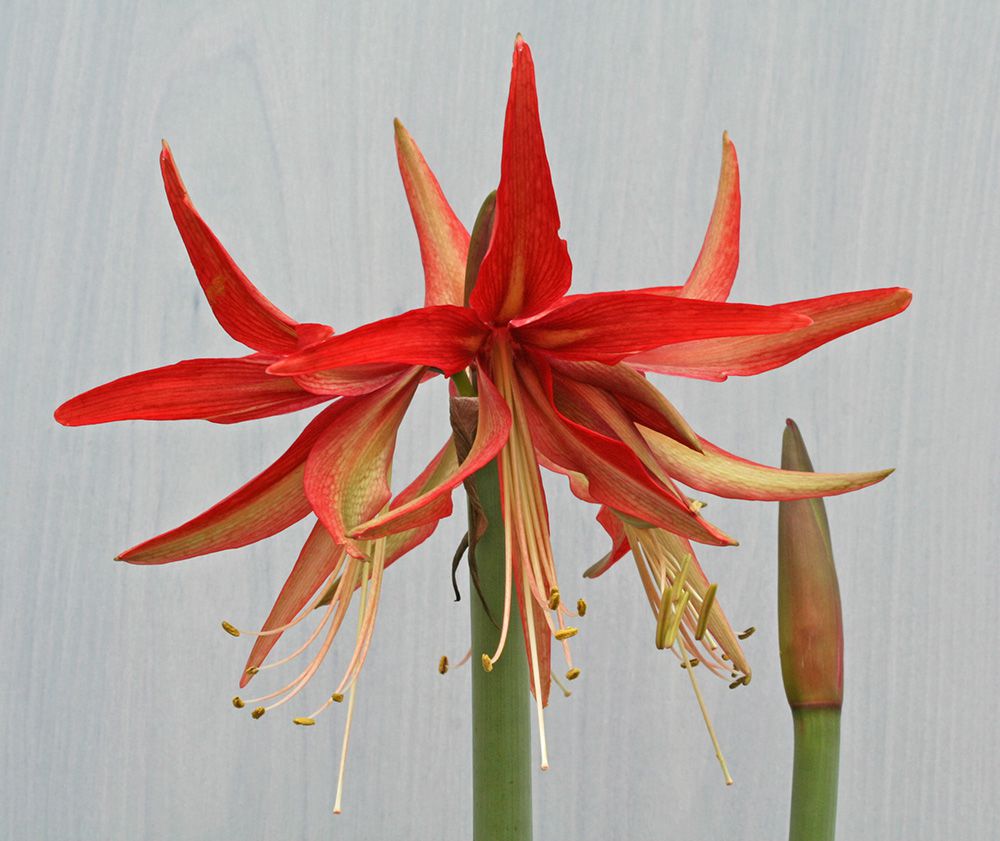 Amaryllis Sumatra White Flower Farm
