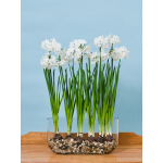  Paperwhite 'Ziva' in Windowsill Vase