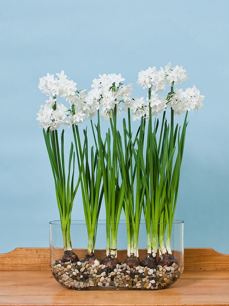 Paperwhite Ziva in Windowsill Vase  White Flower Farm