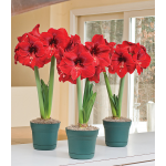  Red Amaryllis - Standard Shipping Included