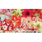  Thirty Wonders of the Amaryllis World