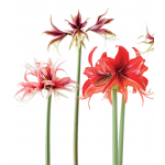  Amaryllis Cybister Trio