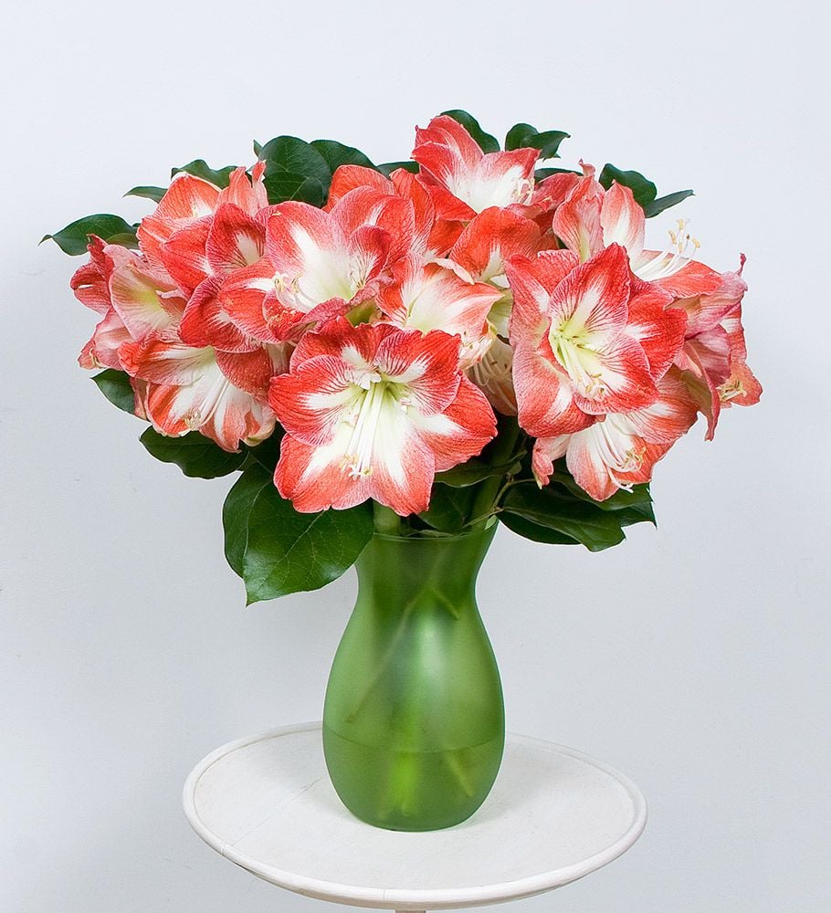 Bicolor Amaryllis Bouquet | White Flower Farm