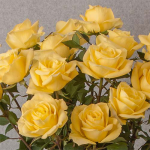  Yellow Rose Bouquet - 12 stems