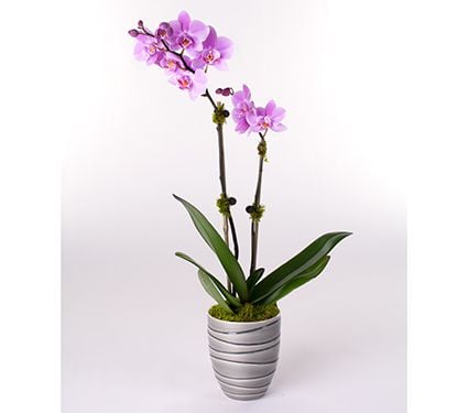 Months of Easy-Care Moth Orchids - Grower's Choice