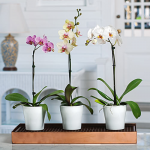  Months of Easy-Care Moth Orchids - Grower's Choice