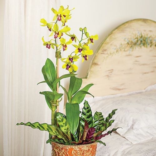 Months of Specialty Orchids - Grower's Choice