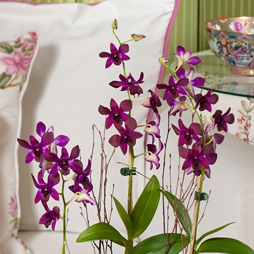 Months of Specialty Orchids Grower's Choice White Flower Farm