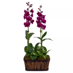  Months of Specialty Orchids - Grower's Choice