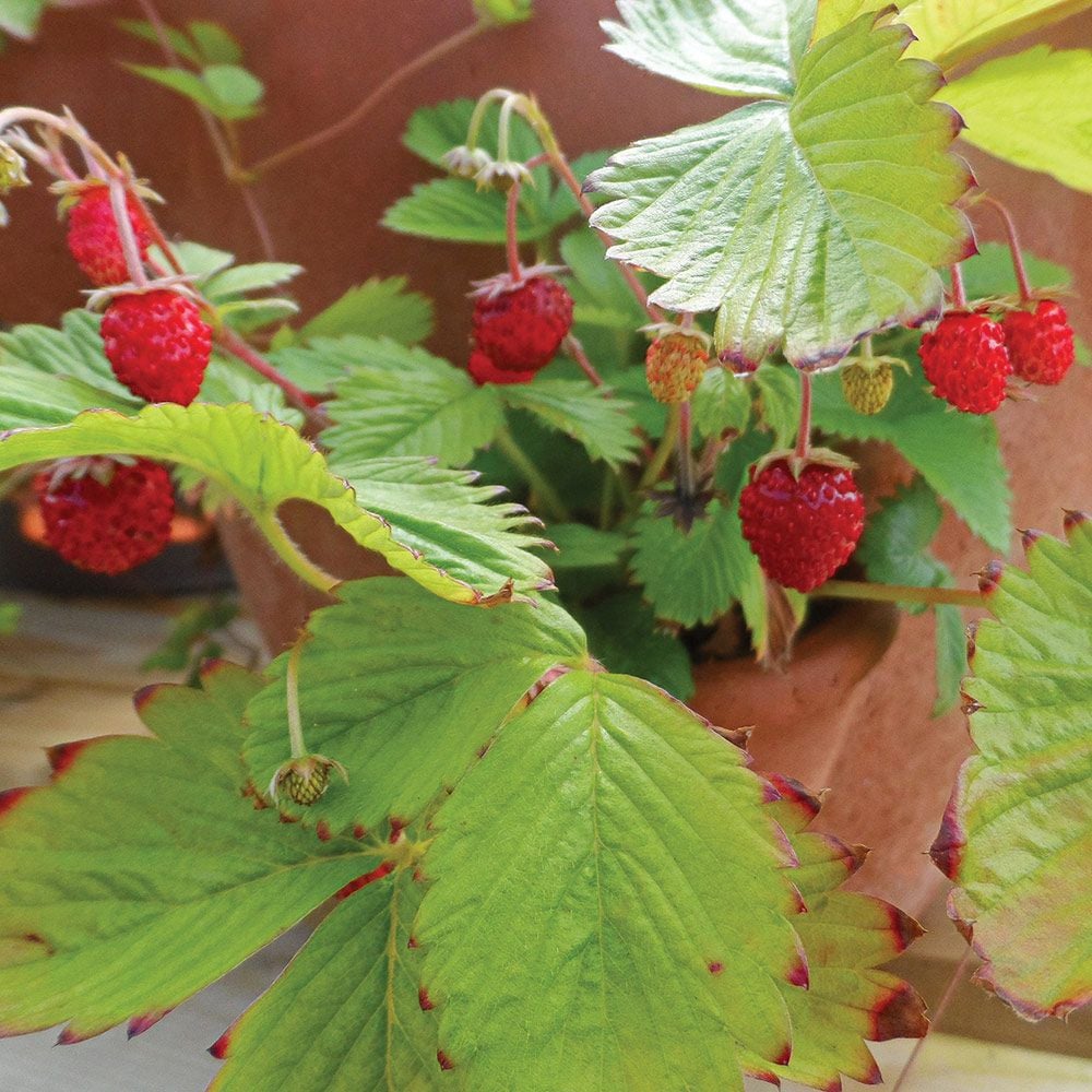 27 Artificial Holly Leaf & Berry Stem -Variegated/Red