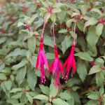  Fuchsia magellanica 'Grand Cape Horn'