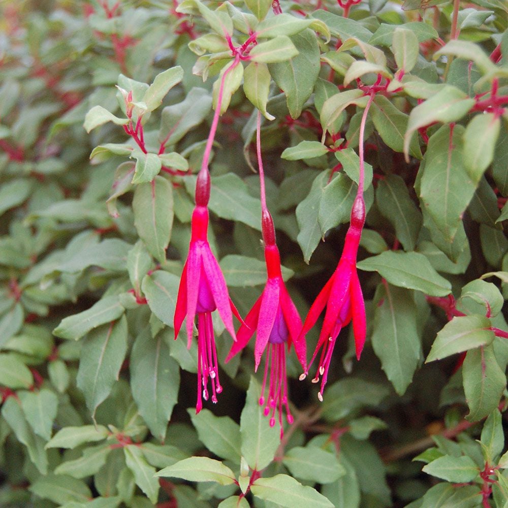 Fuchsia magellanica 'Grand Cape Horn'