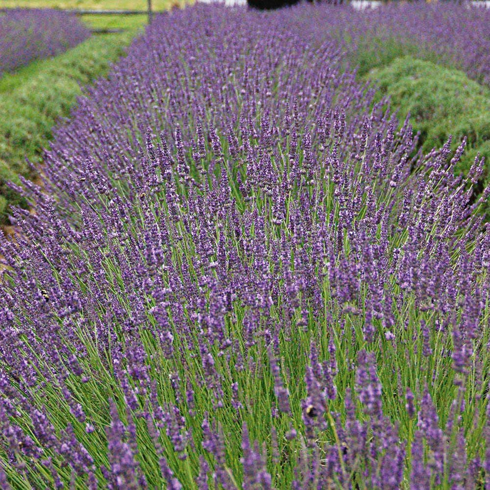 Lavandula x intermedia Phenomenal White Flower Farm
