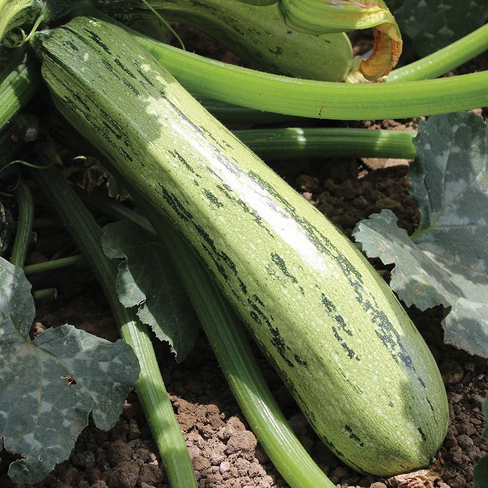 Squash 'Bossa Nova'  