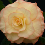  Begonia 'Jennifer Wilson' Blackmore & Langdon