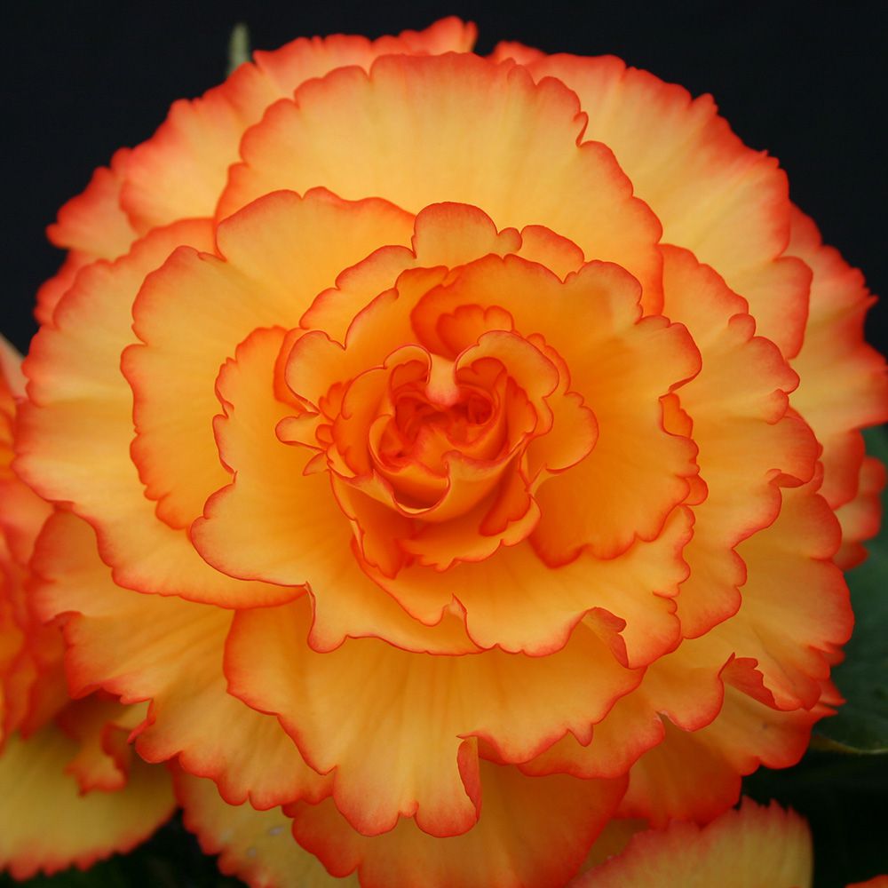 Begonia 'Golden Bali Hi' Blackmore & Langdon