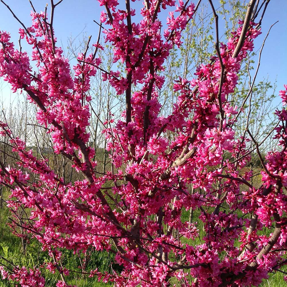 Cercis canadensis 'Appalachian Red'