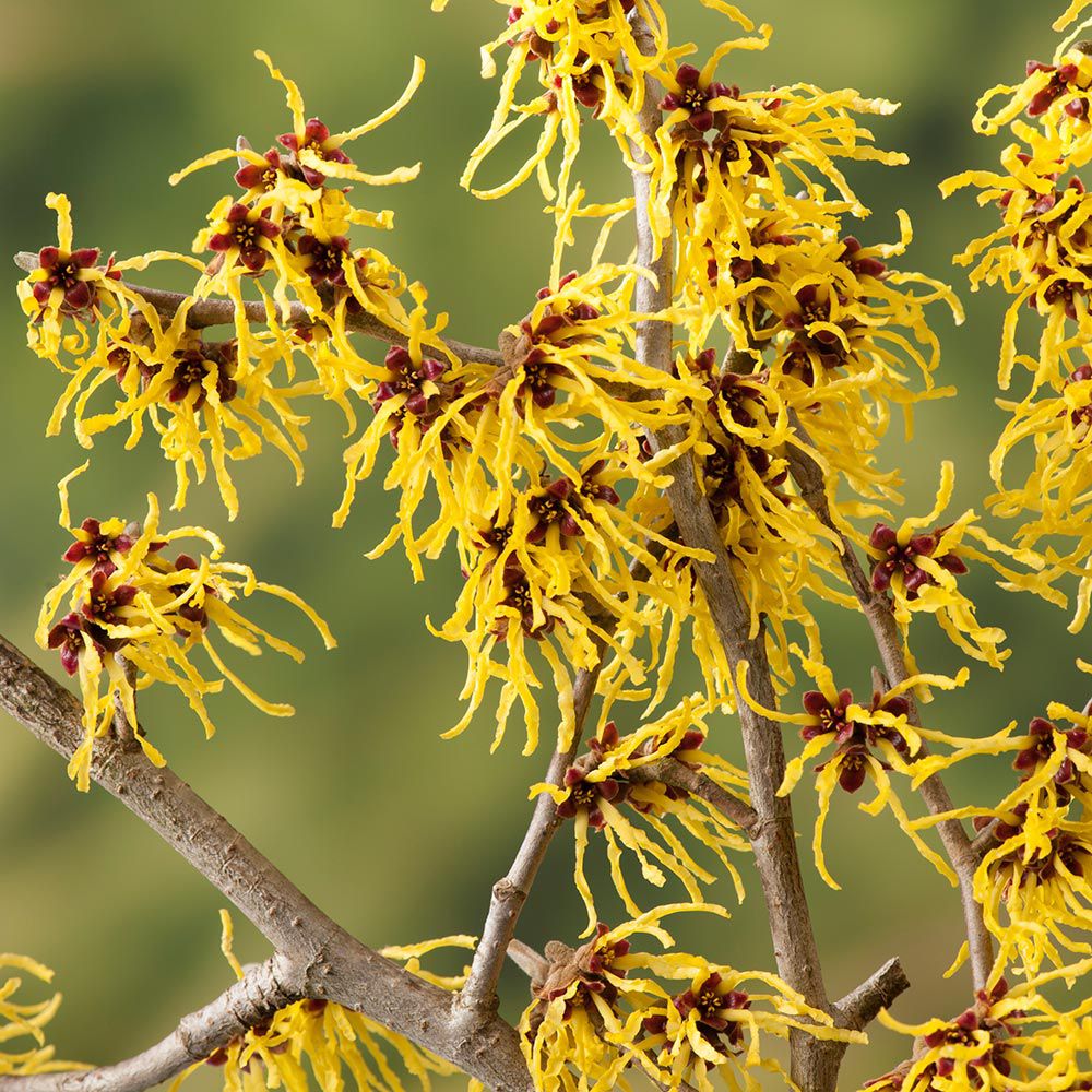 Hamamelis x intermedia 'Arnold Promise'