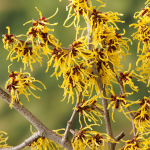 Zone 5 Shrubs & Vines