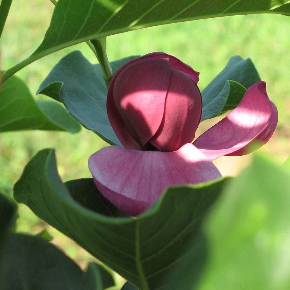 Magnolia 'Genie'