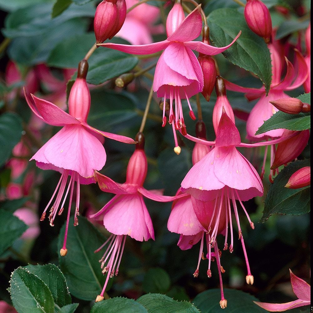 Fuchsia 'Beacon Rosa' Topiary