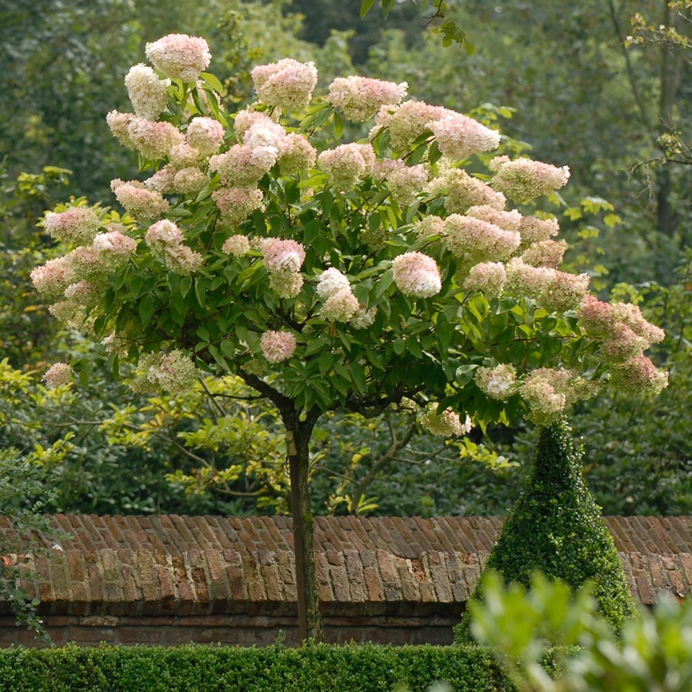 hydrangea paniculata tree