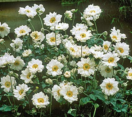 Anemone X Hybrida Whirlwind White Flower Farm
