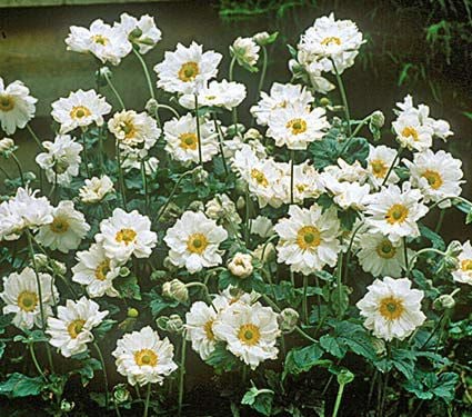 Anemone x hybrida 'Whirlwind'