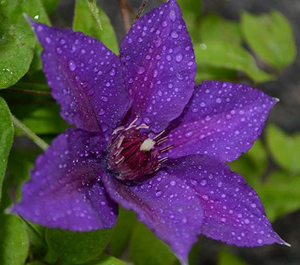 Clematis Edda™ Boulevard®