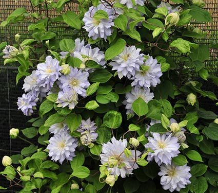Clematis 'Diamond Ball'