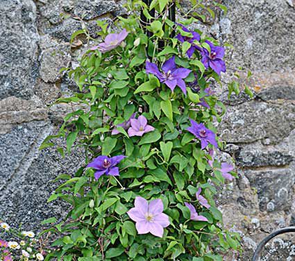 Clematis Twilight Duet