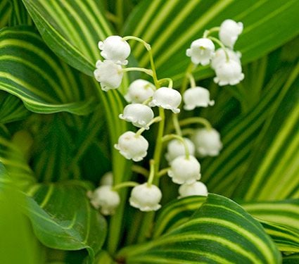 Convallaria majalis 'Albostriata' Lily-of-the-Valley