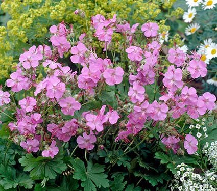 Geranium x cantabrigiense 'Karmina'