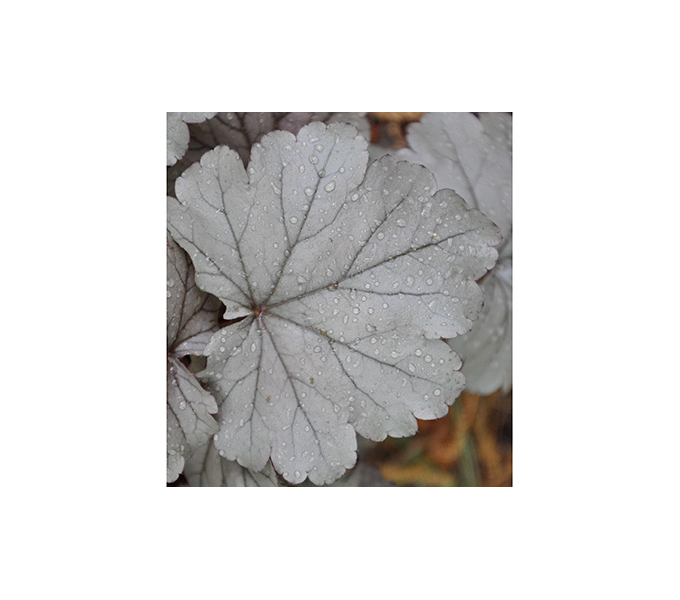 Heuchera 'Stainless Steel' White Flower Farm