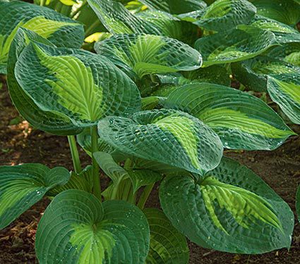 Hosta 'Great Expectations'