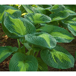  Hosta 'Great Expectations'