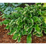  Hosta Shadowland™ 'Wheee!'