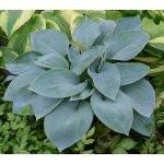  Hosta 'Wishing Well'